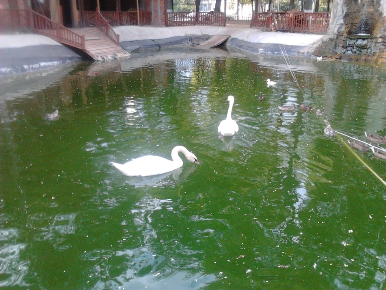 из зимы в лето 2013