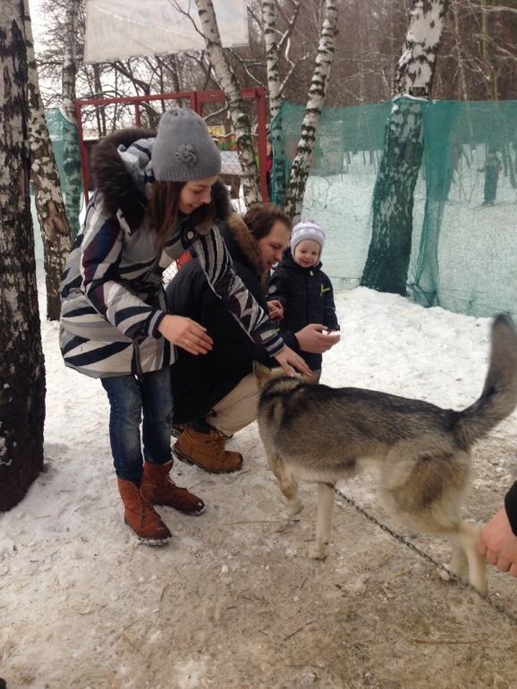 В гостях у хаски)