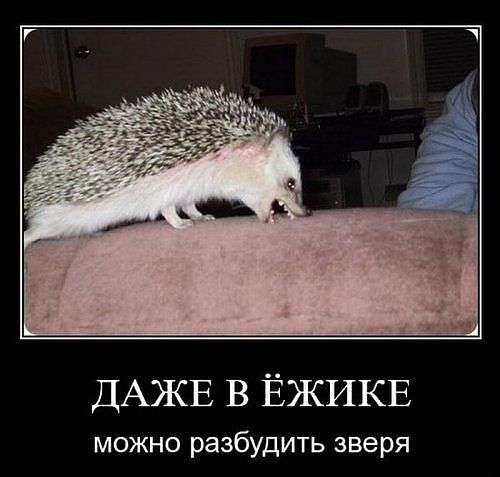 Картинки