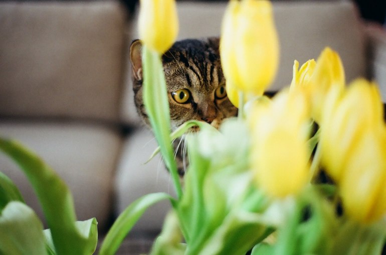 Мои коты-Макс и Матрос :)