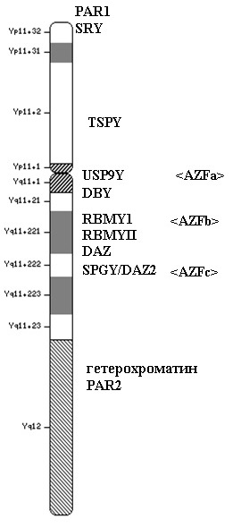 К вопросу о репродуктивной генетике