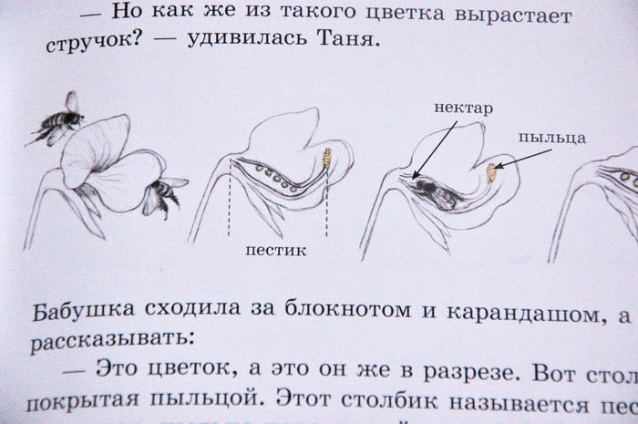 Как растут овощи
