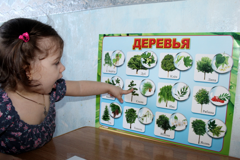 ТД Деревья