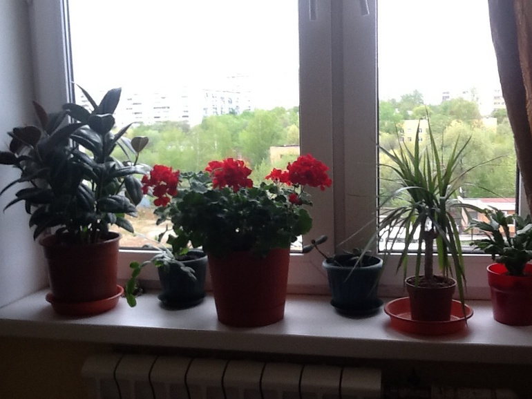 Мои цветы.
