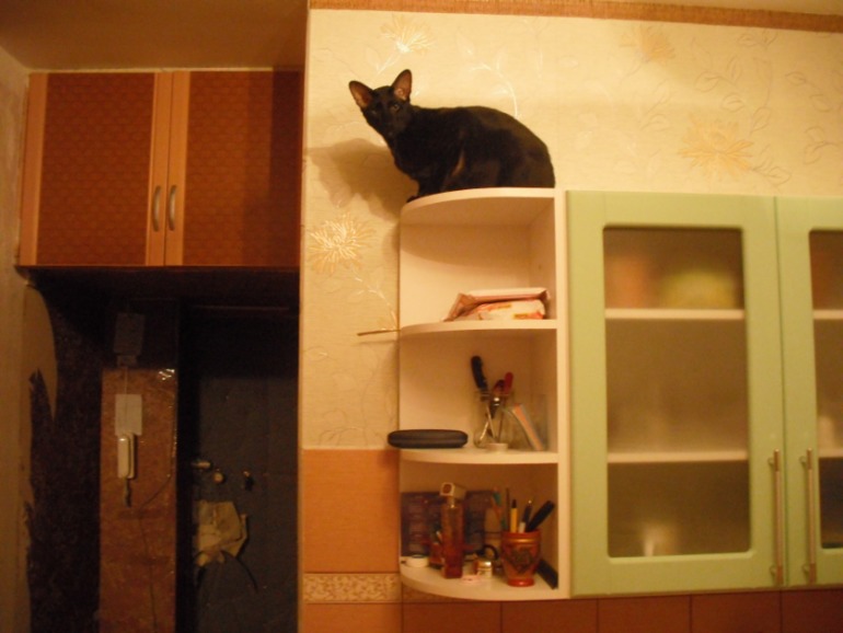 Мой кот Дали