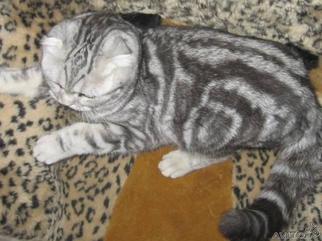 мои британские котятки уже готовы обрести себе новых хозяев!