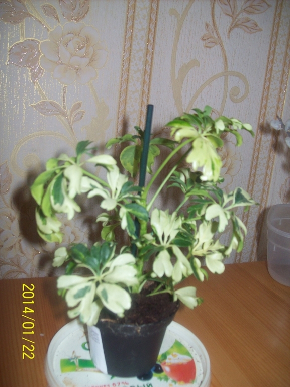 Шефлера, мой новый цветочек.