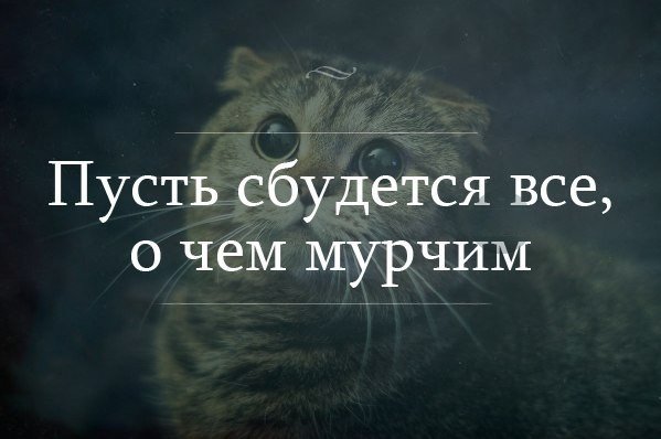 О кошках:)))
