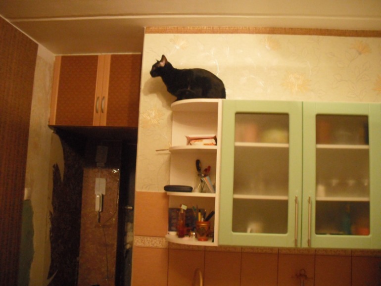 Мой кот Дали
