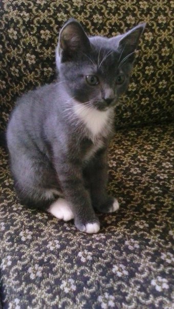 котенок