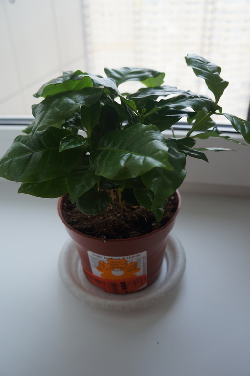 Мои новички