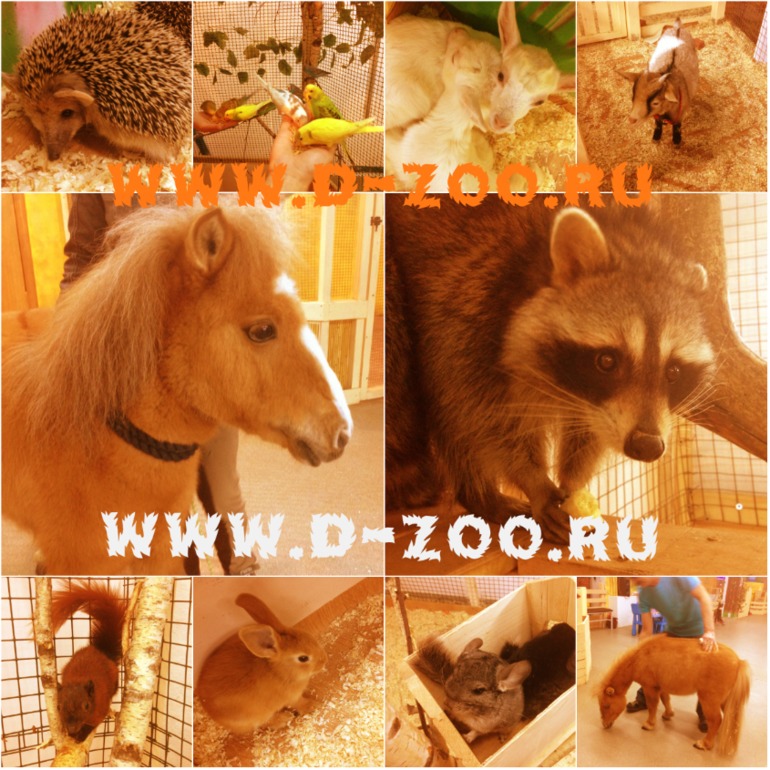 Контактный зоопарк Теплый Стан
