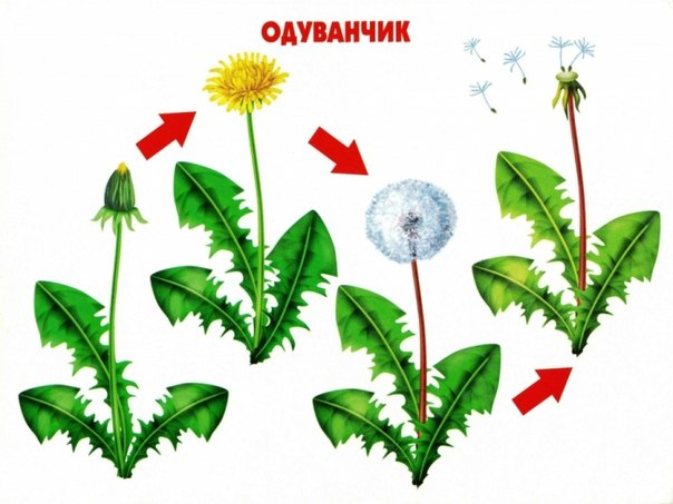 КАК РАСТЕТ ЖИВОЕ