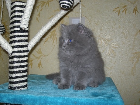 Британец хайлендер кот