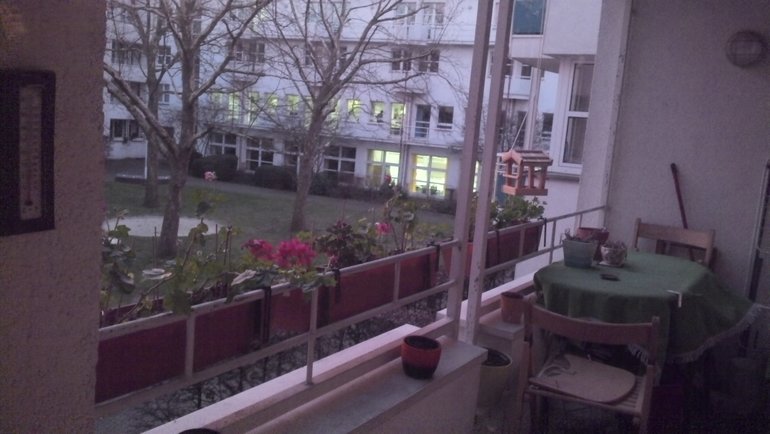 Мои цветочки