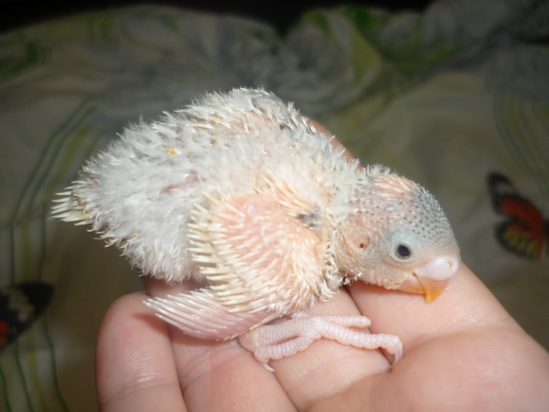 Кеша+Ксюша=птенчики!