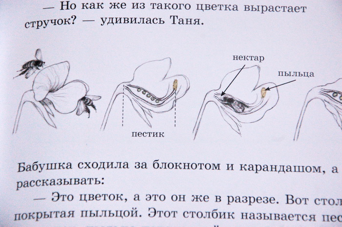 Как растут овощи