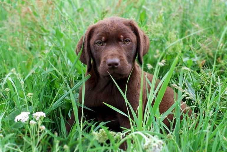 Щенки лабрадора и золотистого ретривера