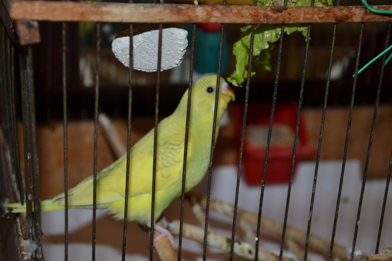 Птенцы волнистых попугайчиков