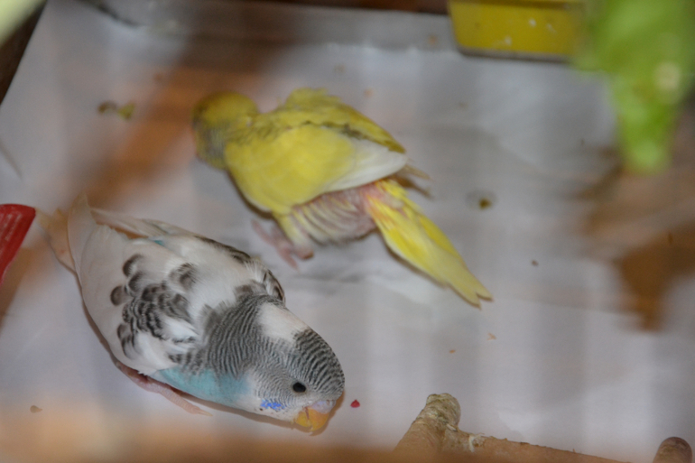 Птенцы волнистых попугайчиков