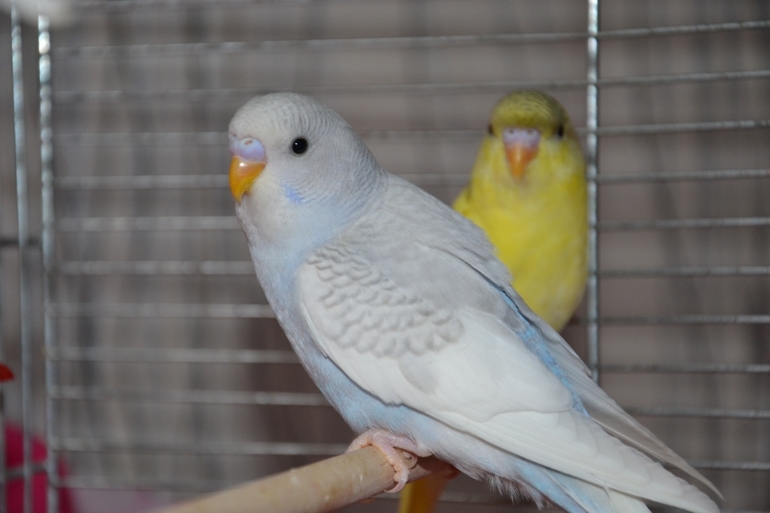 Птенчики (осталось трое, но и те скоро переедут в новый дом)