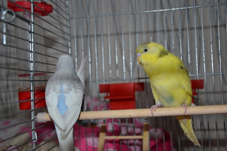 Птенчики (осталось трое, но и те скоро переедут в новый дом)