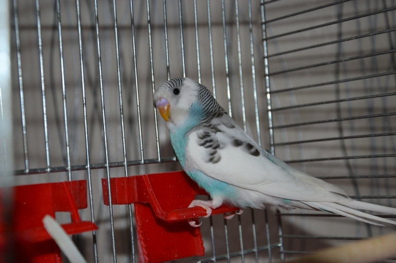 Птенчики (осталось трое, но и те скоро переедут в новый дом)