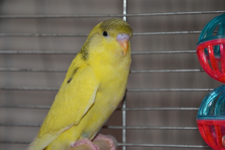 Птенчики (осталось трое, но и те скоро переедут в новый дом)