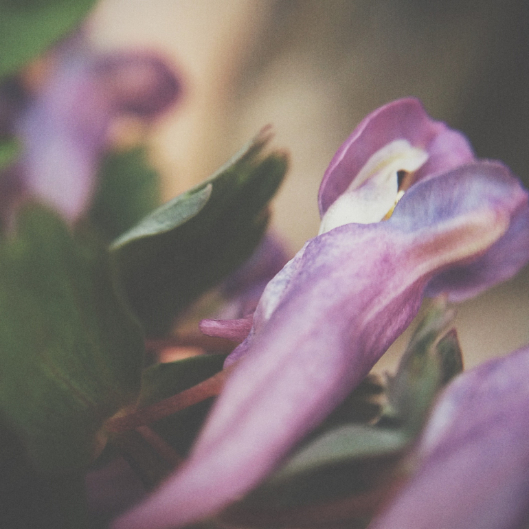 Телефонофотострасть