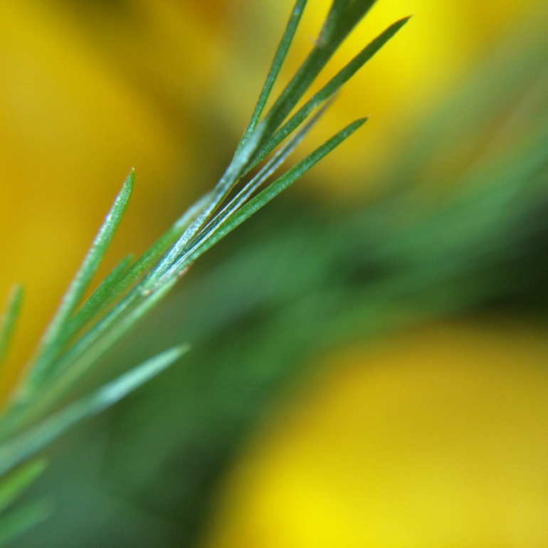 Телефонофотострасть