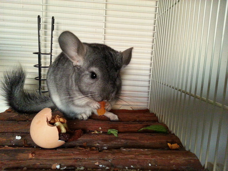 Мой шушик Стёпка)