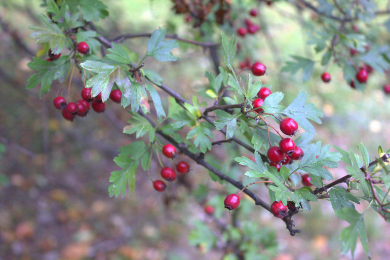 Минск. Осень 2013 г