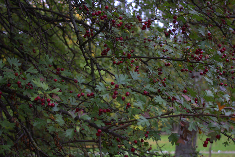 Минск. Осень 2013 г