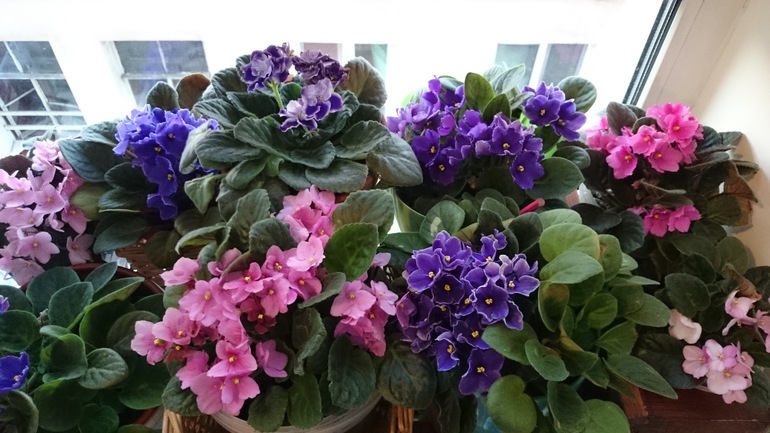 Не могу не похвастаться своими любимцами)))