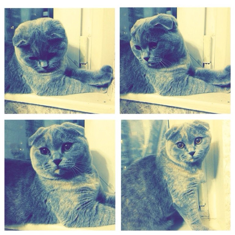 кошечка-шотландская вислоухая,9 мес.ждет своего нового хозяина