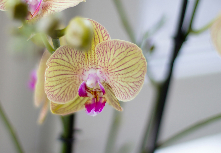 Моя красавица