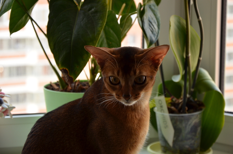 Ожидание завтрака.