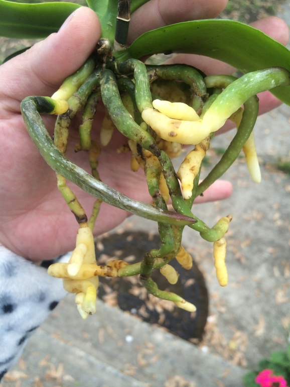 У меня сегодня праздник))