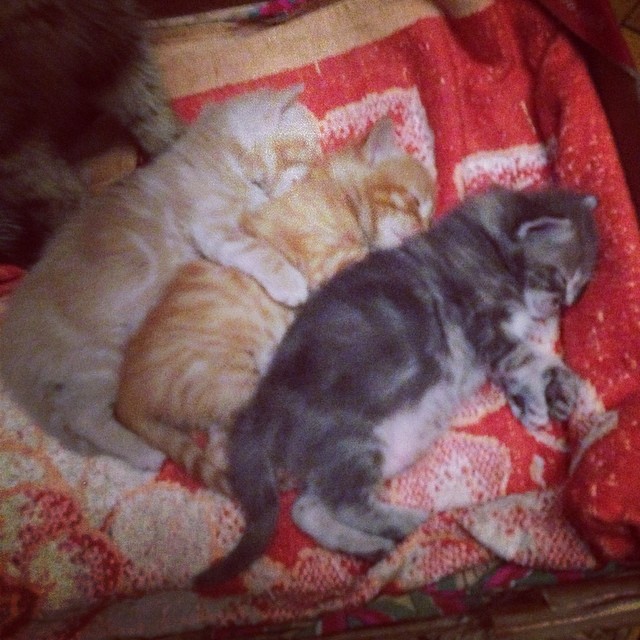 Отдам котят! Справка прилагается!