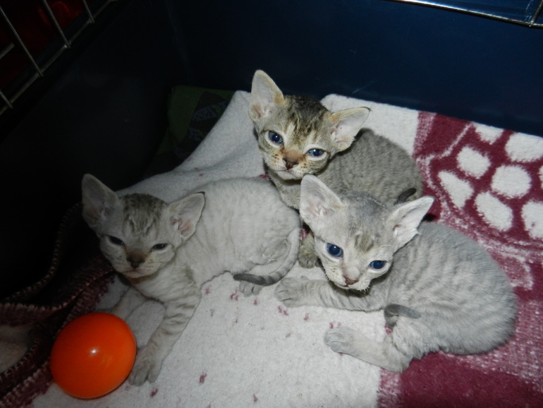 "веселые" родители!