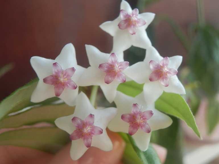 Зеленые жители