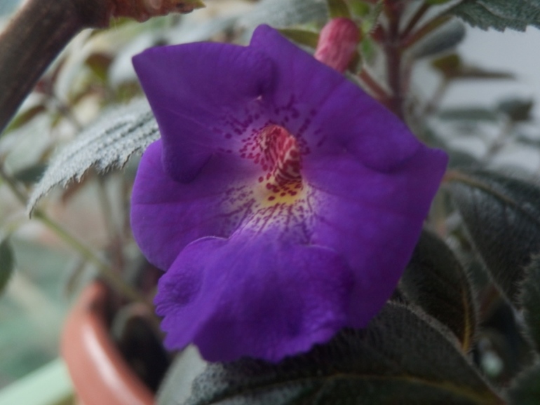 Зеленые жители