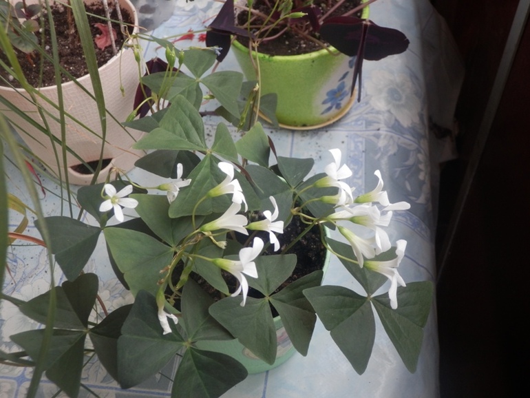 Зеленые жители