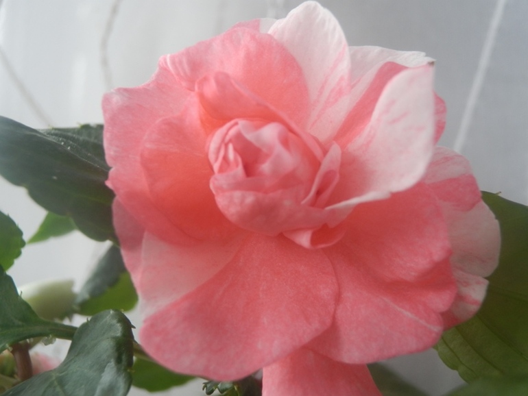 Зеленые жители