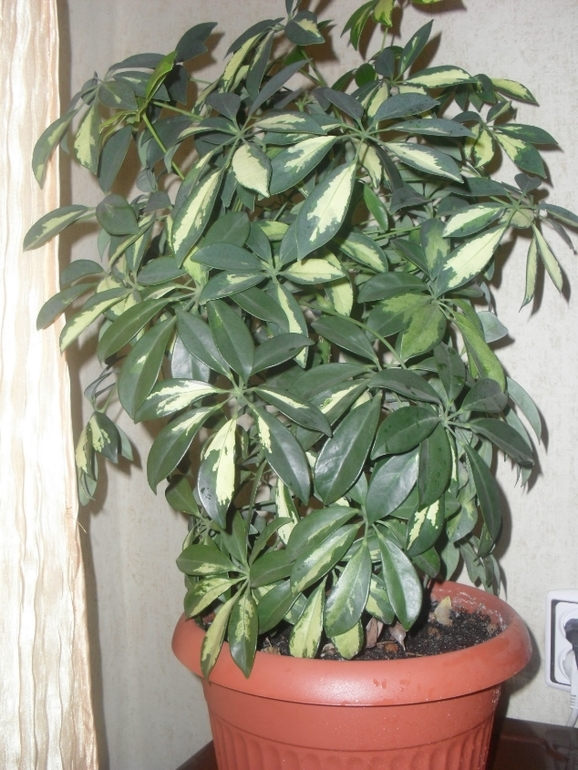 Аватар сообщества!