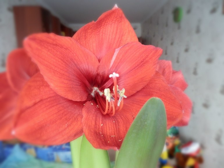 У нас зимой попугаи и львы а у Вас?)