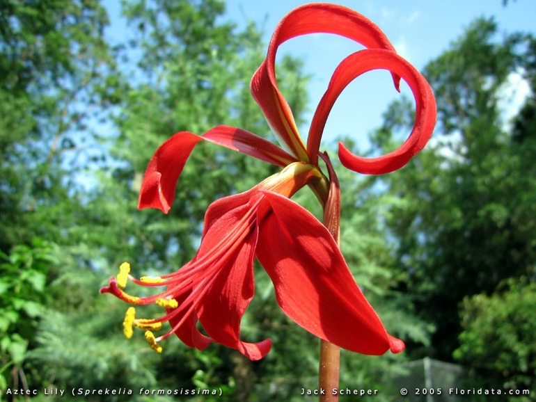 Неизвестные, но уже любимые!