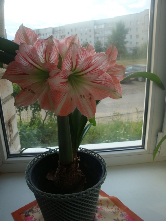 Аватар сообщества!