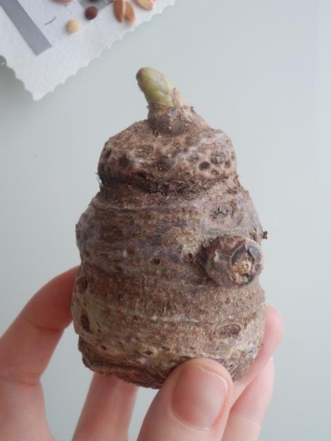 Новички и старички.