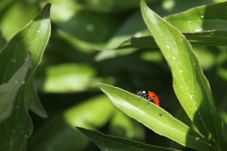 Насекомушки